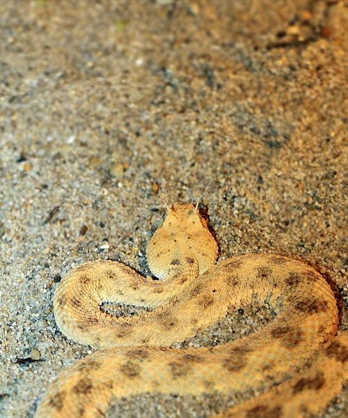 角蝰——一种神秘的蛇类动物（探索角蝰的外貌特征、习性和分布区域）(图3)