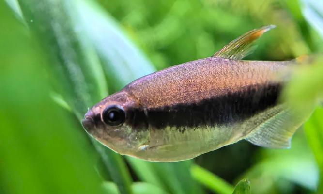 温和的灯科鱼品种及养殖要点（选择温和的灯科鱼品种，享受宁静养 - 悠悠酷狗网