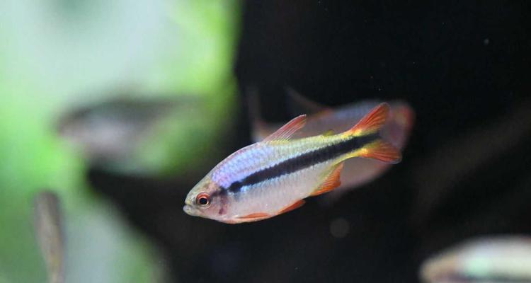 温和的灯科鱼品种及养殖要点（选择温和的灯科鱼品种，享受宁静养鱼之乐）(图3)