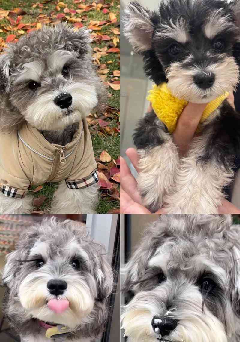 探寻小老头纯种雪纳瑞的多彩色彩（最适合你的雪纳瑞颜色是哪一种？）(图1)