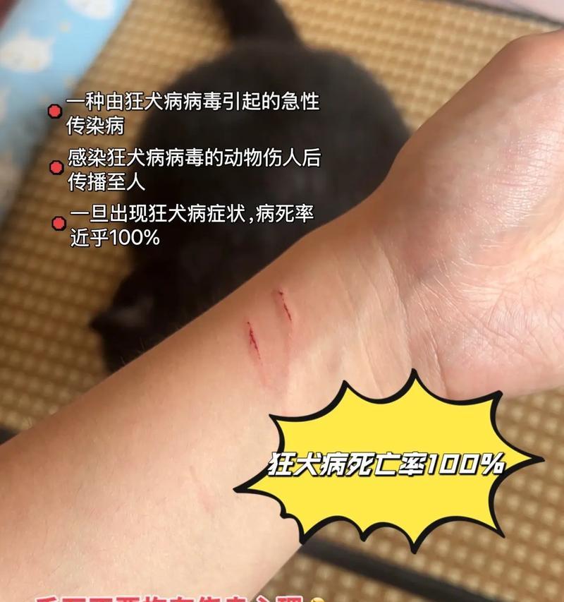 狗狗会咬人会攻击怎么办？（千万别乱办，狗狗也会咬主人吗？） - 悠悠酷狗网