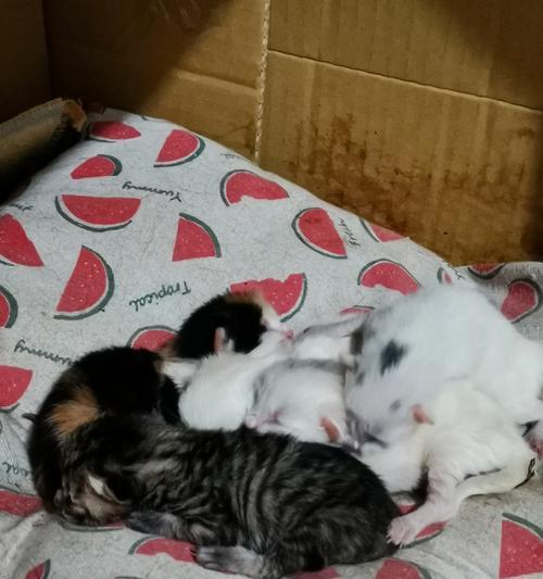 2个月幼猫的饮食需求（幼猫奶粉喂养知识全面解析）(图3)