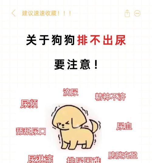 幼犬多久可以自己排泄（揭秘幼犬排泄行为与训练的关键）(图3)
