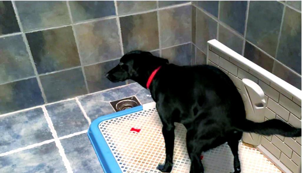 幼犬多久可以自己排泄（揭秘幼犬排泄行为与训练的关键） - 悠悠酷狗网