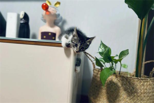 猫咪为什么会从高楼跳下去？(图2)
