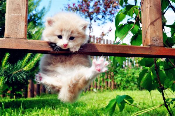 猫咪为什么会从高楼跳下去？ - 悠悠酷狗网
