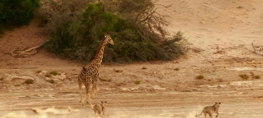 长颈鹿（揭秘长颈鹿的真实面貌与历史传说）(图3)