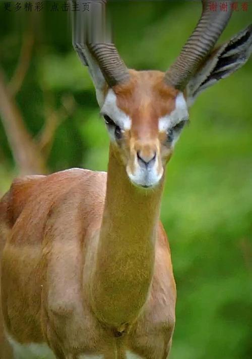 长颈鹿（揭秘长颈鹿的真实面貌与历史传说）(图2)