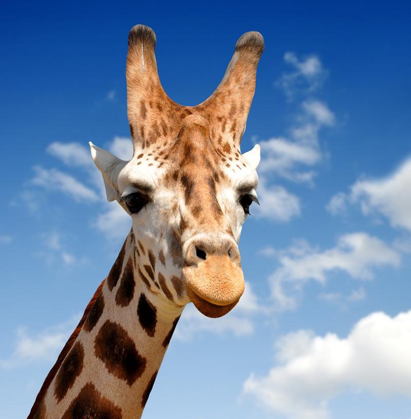 长颈鹿（揭秘长颈鹿的真实面貌与历史传说） - 悠悠酷狗网