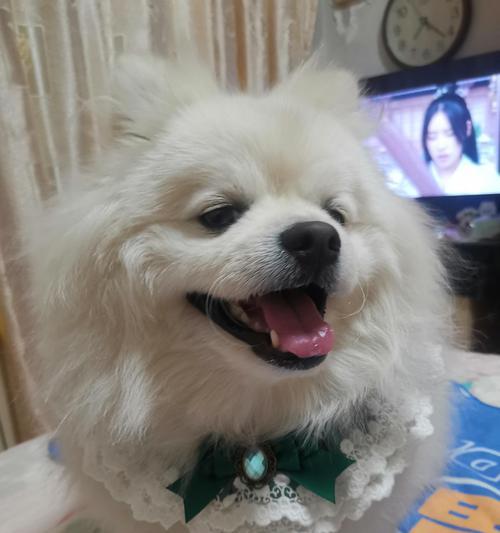 如何正确给狗狗驱虫（保护狗狗免受内外寄生虫侵害，关键在于合理的打针策略）(图3)