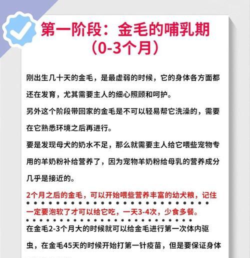 金毛成长的时间表（探寻金毛成长的奥秘）(图1)