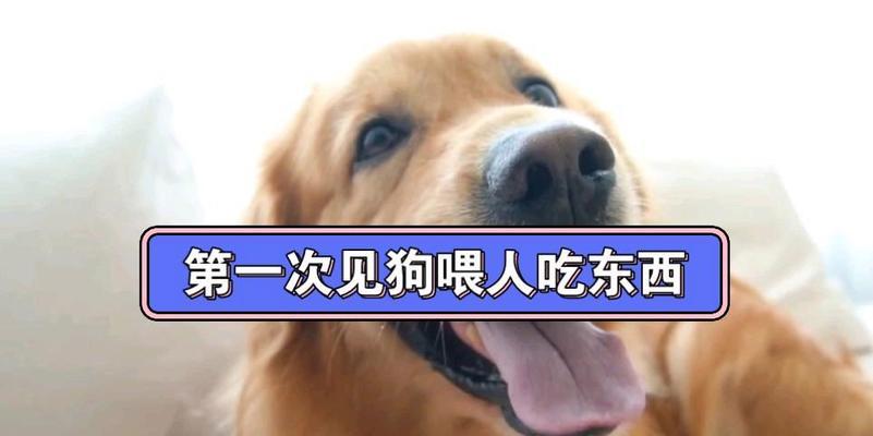 狗的运动和喂食时间安排（了解合理的运动与喂食时间安排，让狗保持健康快乐）(图1)