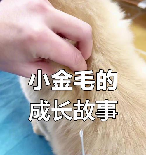 金毛成长的时间表（探寻金毛成长的奥秘）(图2)