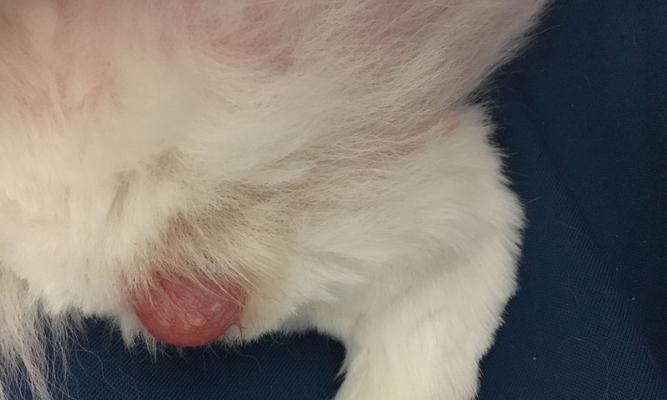 狗的羊水流多久？（揭秘狗宝宝的羊水流程与时长）(图3)