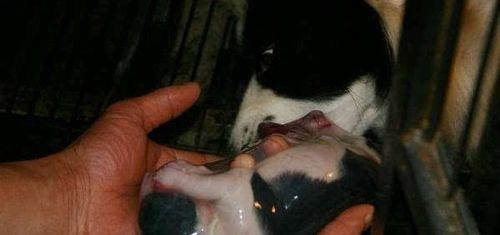 狗的羊水流多久？（揭秘狗宝宝的羊水流程与时长）(图2)