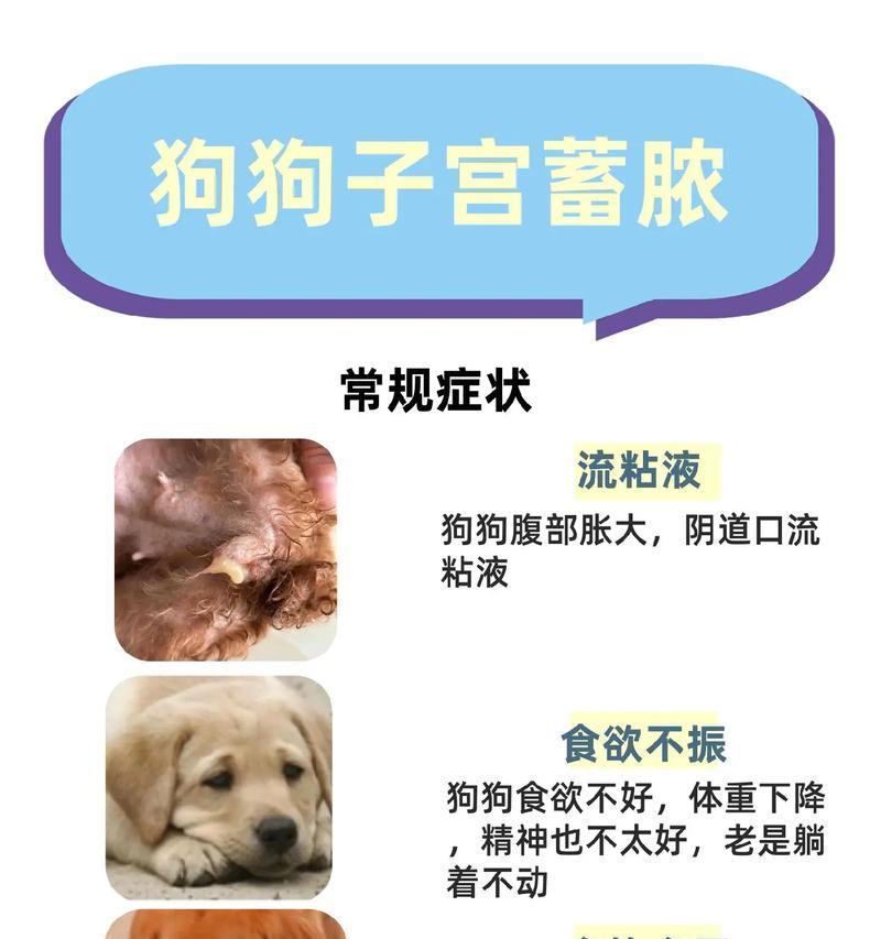 狗的羊水流多久？（揭秘狗宝宝的羊水流程与时长） - 悠悠酷狗网