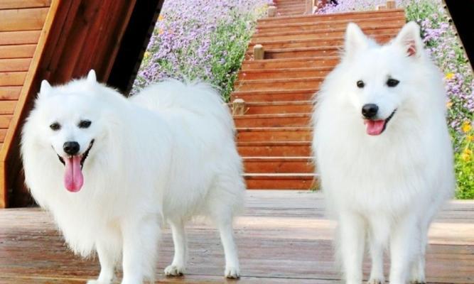 银狐犬的价格及喂养训练方法（银狐犬价格分析、喂养训练要点一网 - 悠悠酷狗网