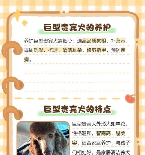 贵宾犬（了解贵宾犬的成长周期和养育要点） - 悠悠酷狗网