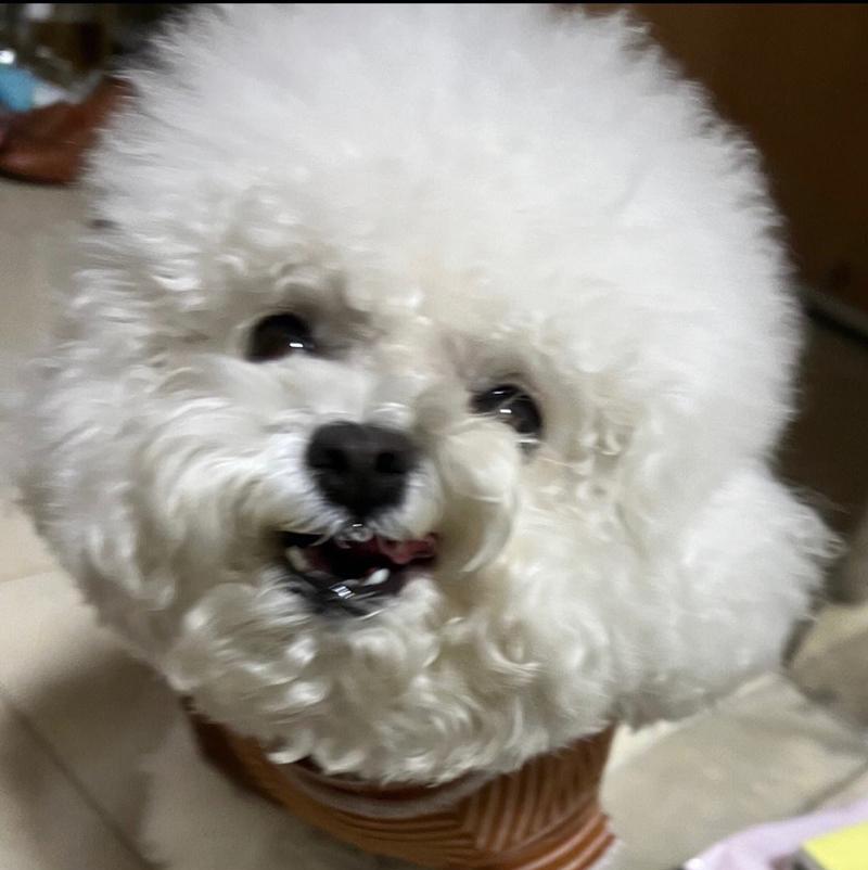 我家的串串狗——优点不输纯种狗（串串狗的可爱特点和优势）(图2)