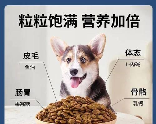 狗狗的饮食需求（探讨狗狗饮食习惯和更换狗粮的最佳时机） - 悠悠酷狗网