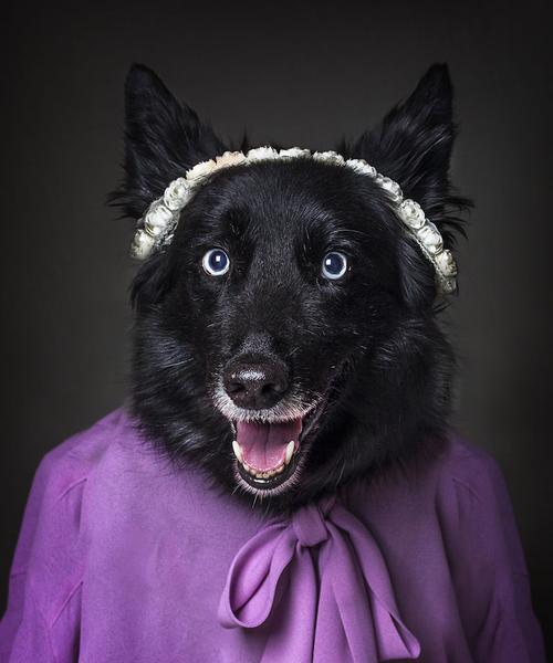 探索黑毛犬的世界（揭秘黑毛犬的品种及特点）(图1)