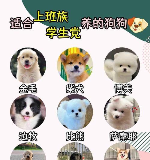 贵宾犬（了解贵宾犬的成长周期和养育要点）(图3)