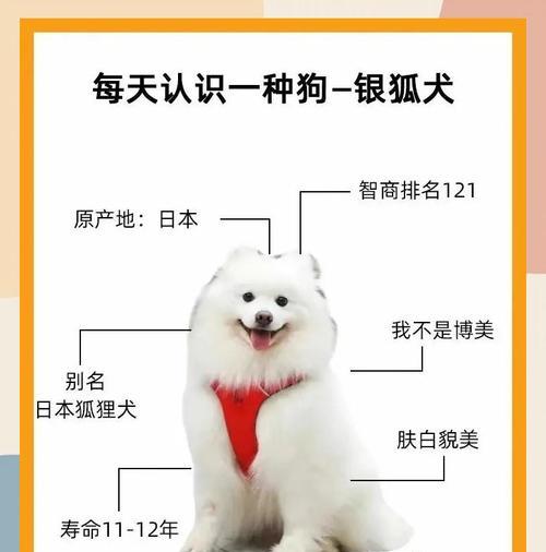 银狐犬的价格及喂养训练方法（银狐犬价格分析、喂养训练要点一网打尽）(图2)