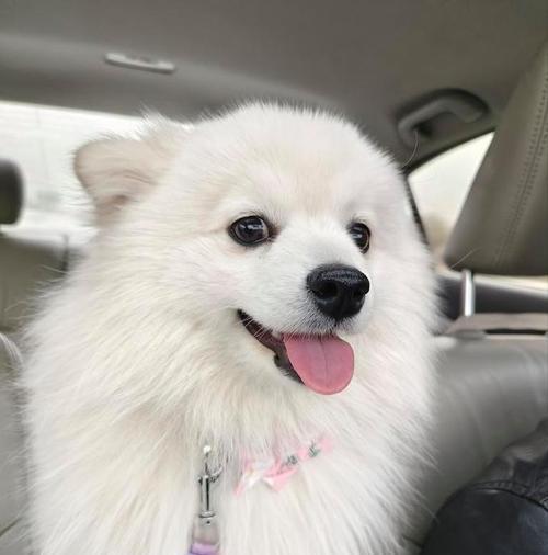 银狐犬的价格及喂养训练方法（银狐犬价格分析、喂养训练要点一网打尽）(图3)