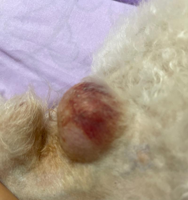 狗脐疝康复时间及治疗方法解析（详解狗脐疝的康复时间和有效的治 - 悠悠酷狗网