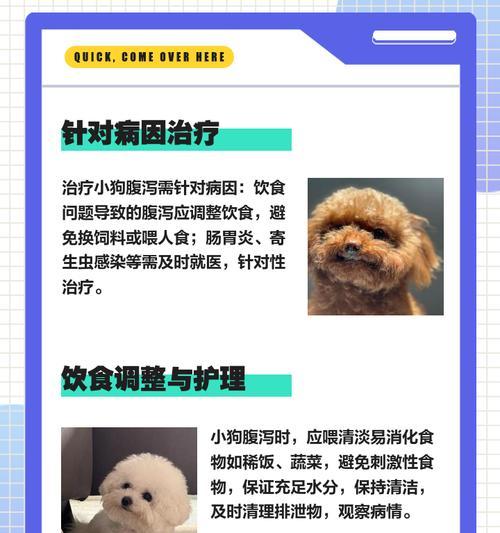 小狗拉肚子多久能好？（了解小狗拉肚子的症状、原因和治疗方法） - 悠悠酷狗网