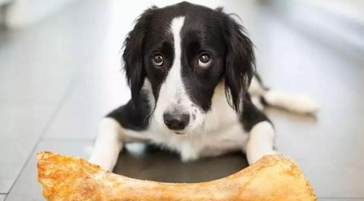 40天小狗每天吃一顿，它的饮食节律是如何形成的？（小狗饮食习惯的形成过程及影响因 - 悠悠酷狗网