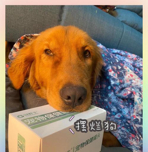 揭秘金毛狗狗口臭之谜（了解口臭的原因，让爱宠恢复清新呼吸） - 悠悠酷狗网