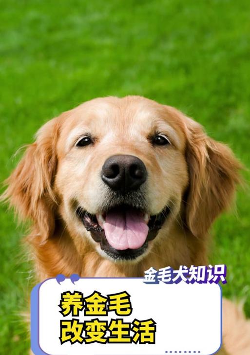 揭秘金毛狗狗口臭之谜（了解口臭的原因，让爱宠恢复清新呼吸）(图2)
