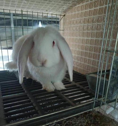 巨型肉兔的品种及特点（探索巨型肉兔的世界，了解不同品种的特点与优势）(图1)