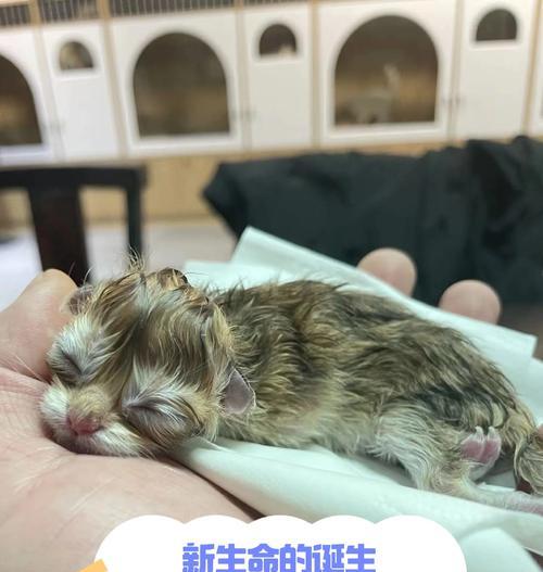 猫咪的生育周期及繁殖能力（探究猫咪的生育周期与繁殖能力，解答多久能生和繁殖能力的关键）(图3)