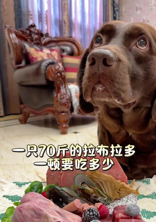 40天小狗每天吃一顿，它的饮食节律是如何形成的？（小狗饮食习惯的形成过程及影响因素）(图3)