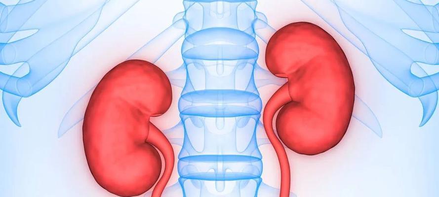 狗狗肾脏疾病的危害与保护方法（了解狗狗肾脏疾病知识，爱肾护肾）(图3)