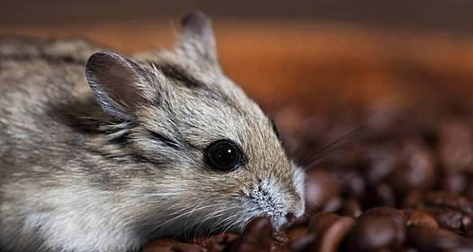 探秘可爱的啮齿类宠物（荷兰猪的全面介绍）(图2)