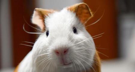 探秘可爱的啮齿类宠物（荷兰猪的全面介绍）(图1)