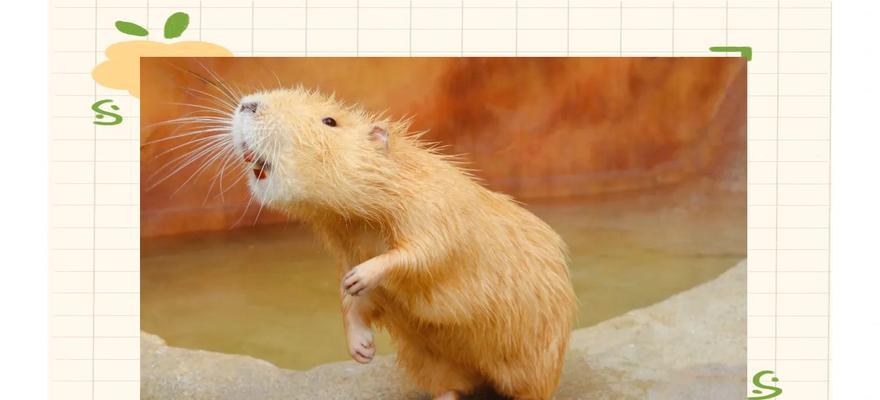 探秘可爱的啮齿类宠物（荷兰猪的全面介绍）(图3)