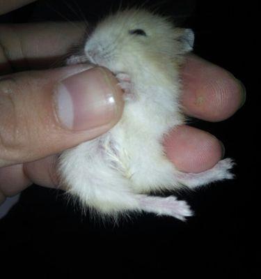 仓鼠湿尾的症状及防治措施（仓鼠湿尾的危害与预防）(图2)