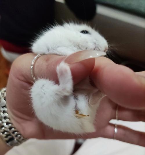 仓鼠湿尾的症状及防治措施（仓鼠湿尾的危害