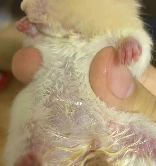 仓鼠湿尾的症状及防治措施（仓鼠湿尾的危害与预防）(图3)