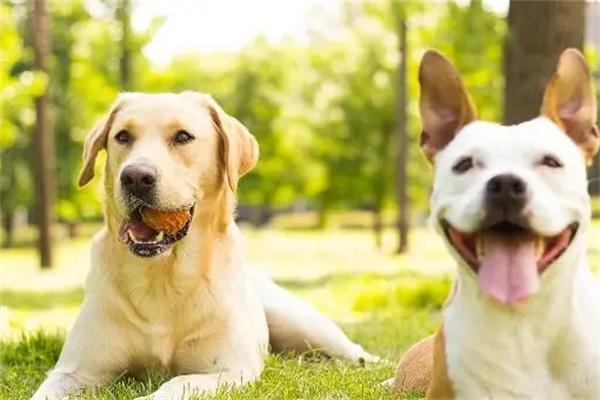 为什么说养狗不养双?(图2) 为什么说养狗不养双?(图2)