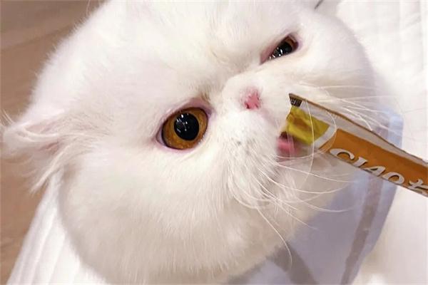 猫咪宁愿饿着也不吃饭怎么办？(图2)