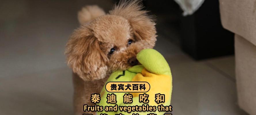 泰迪（探索泰迪的魅力与多样性）(图3)