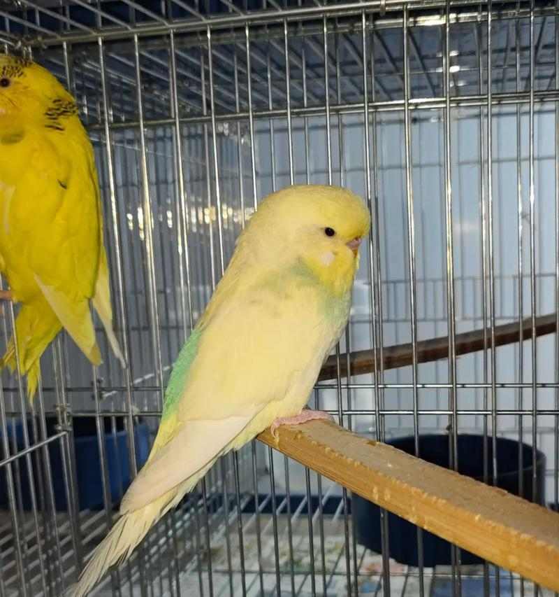 以网友(教你用0.13元买一只虎皮鹦鹉,省钱养宠物的秘诀)(图2) 以网友(教你用0.13元买一只虎皮鹦鹉,省钱养宠物的秘诀)(图2)