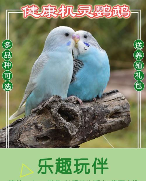 以网友(教你用0.13元买一只虎皮鹦鹉,省钱养宠物的秘诀)(图1) 以网友(教你用0.13元买一只虎皮鹦鹉,省钱养宠物的秘诀)(图1)