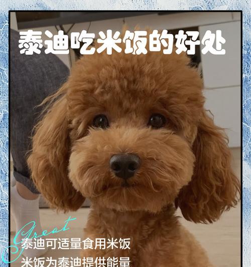 泰迪（探索泰迪的魅力与多样性）(图2)