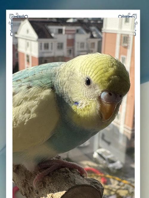 以网友(教你用0.13元买一只虎皮鹦鹉,省钱养宠物的秘诀)(图3) 以网友(教你用0.13元买一只虎皮鹦鹉,省钱养宠物的秘诀)(图3)